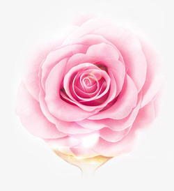 玫瑰果实精油美丽花朵月季玫瑰精油高清图片