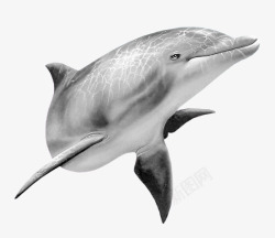 河水里的海豚生活再海洋里的海豚高清图片