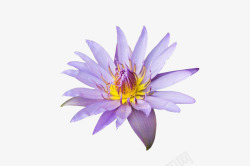 淡紫色花朵淡紫色荷花高清图片