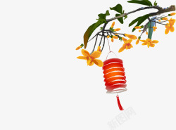 彩色灯笼素材桂花和灯笼高清图片