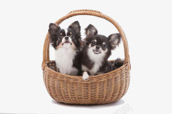 篮子里的两只小狗素材