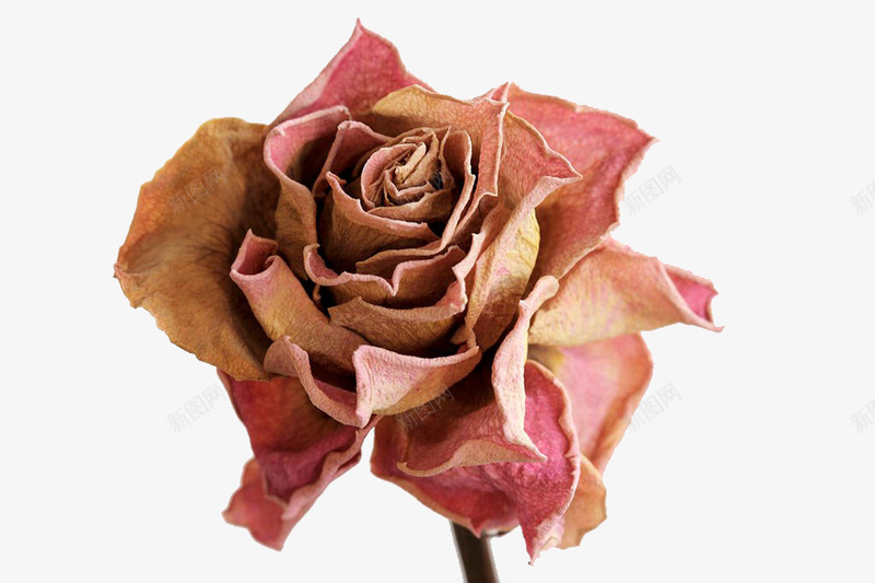 粉色玫瑰干花png免抠素材_新图网 https://ixintu.com 复古干花 干枯 干枯的 干花 植物 玫瑰 粉色 花卉