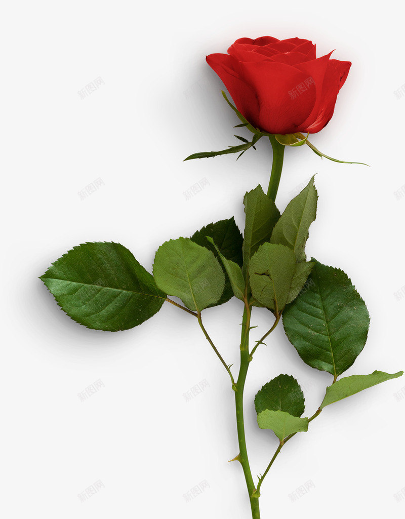 一枝玫瑰花png免抠素材_新图网 https://ixintu.com 叶子 玫瑰 红色的花 花