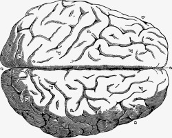 脑力时代头部大脑高清图片