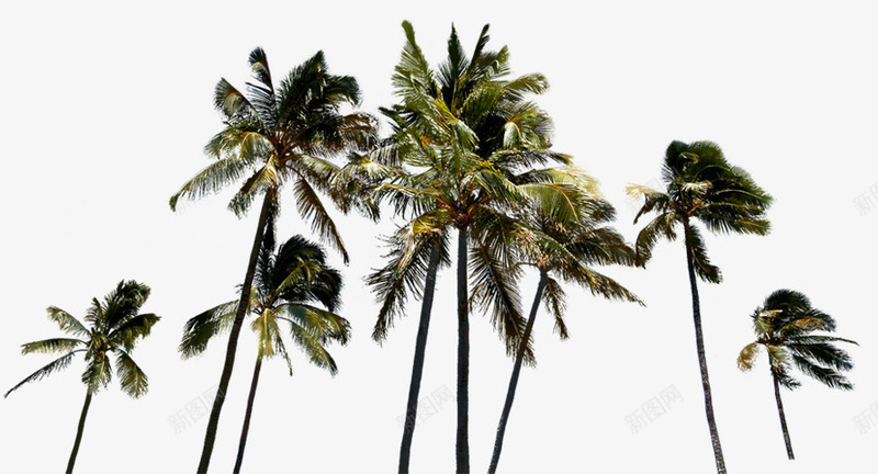 唯美沙滩椰子树告示牌png免抠素材_新图网 https://ixintu.com 告示牌 椰子树 沙滩