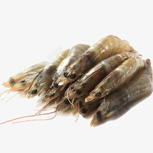 厄瓜多尔海鲜白虾png免抠素材_新图网 https://ixintu.com 产品实物 厄瓜多尔海鲜 水产虾 白虾 虾