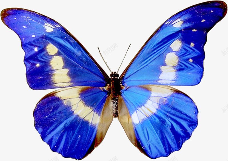 蓝色的蝴蝶标本png免抠素材_新图网 https://ixintu.com 展馆 抠图 翅膀 飞翔