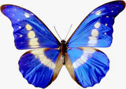 蓝色的蝴蝶标本素材