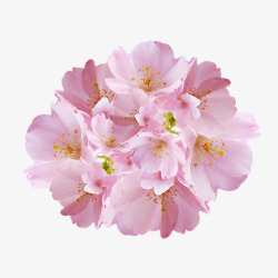 单个素材樱花花簇花朵小清新高清图片