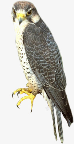 保护鸟类扭着脖子的苍鹰高清图片