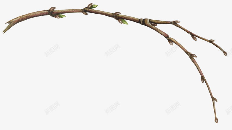 发芽的树枝png免抠素材_新图网 https://ixintu.com png图形 png装饰 嫩芽 树枝 植物 装饰