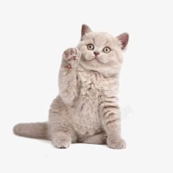 白色手势招财的猫咪高清图片