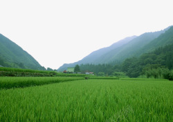 禾苗稻田山脚下的美景高清图片