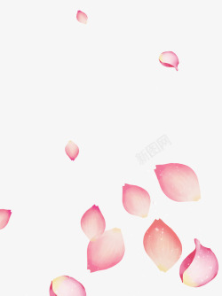 粉色玫瑰花花瓣图素材