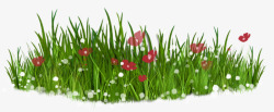 红色野花绿色小草高清图片