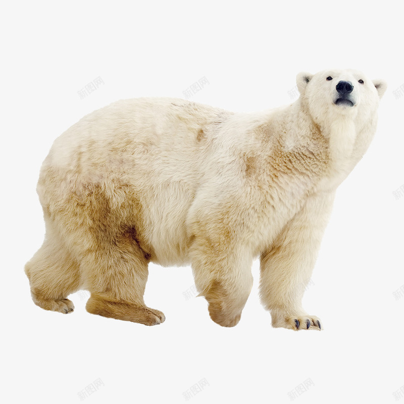 北极熊png免抠素材_新图网 https://ixintu.com 北极熊 熊 白熊