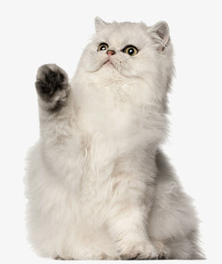 可爱白色小人萌宠猫咪高清图片