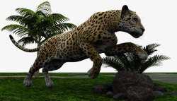捕食的豹子花豹在捕猎高清图片