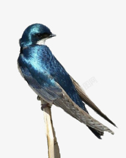 蓝色鸛鸟素材