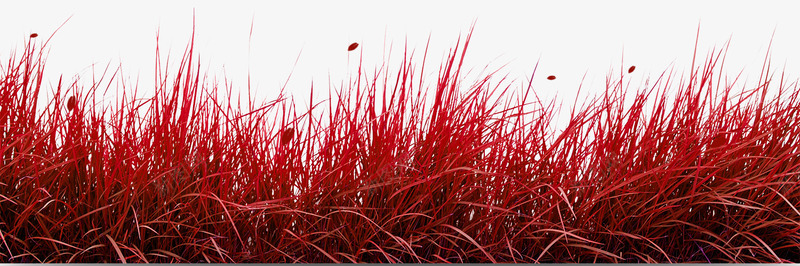 深红色草丛psd免抠素材_新图网 https://ixintu.com 摇曳的草丛 深红色 装饰素材 飞舞的叶片