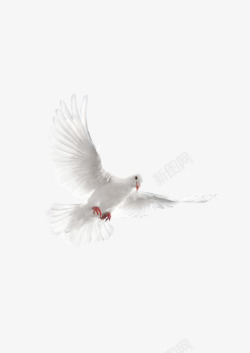 和平使者国庆和平鸽高清图片
