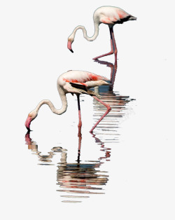 红鹤两只鹤装饰图案高清图片