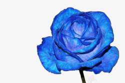 蓝玫瑰花海报素材