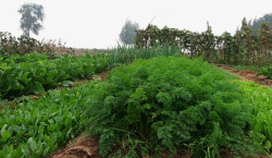 绿萝卜苗新鲜菜园高清图片