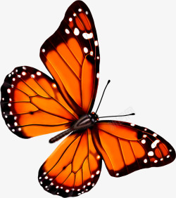 守护蝴蝶创意守护合成飞舞的橙色蝴蝶高清图片