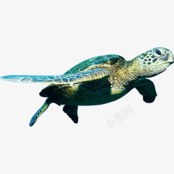 龟类海洋海龟高清图片