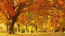 彩色秋天枫叶树林素材