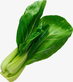 矢量油菜青菜蔬菜绿色青菜油菜高清图片