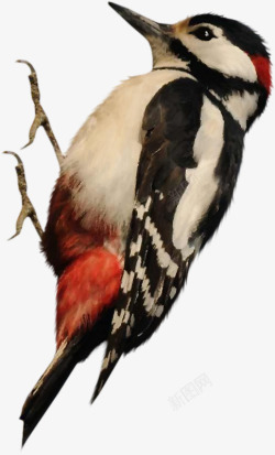 森林医生手绘啄木鸟高清图片