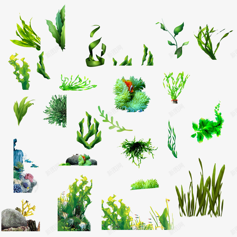 各种海藻psd免抠素材_新图网 https://ixintu.com 化妆品 化妆品海藻 各种海藻水草 海藻 绿藻