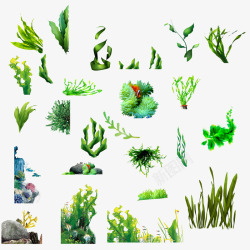 水草矢量素材各种海藻高清图片