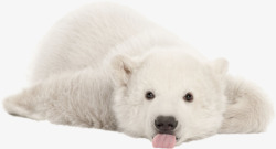 趴着的白熊可爱的白熊高清图片
