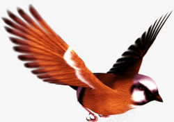 飞翔的橙色小鸟海报背景素材