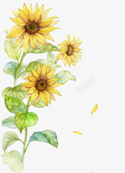 黄色爱心花朵创意背景水彩向日葵高清图片