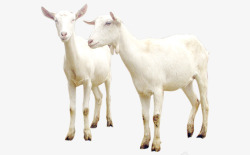 羊奶摄影萌萌哒的小山羊高清图片