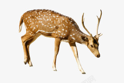 美丽的大自然梅花鹿斑点鹿低头吃草的鹿大自然动物高清图片