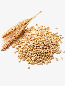 五谷养生杂粮一堆小麦高清图片