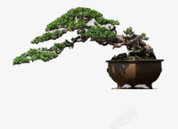 一盆水仙花一盆植物高清图片