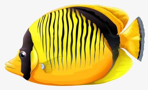 黄色斑马鱼png免抠素材_新图网 https://ixintu.com 斑马 斑马纹 海洋生物 海鱼 观赏鱼 黄色