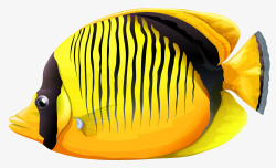 黄色观赏鱼黄色斑马鱼高清图片