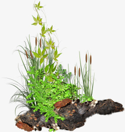 黑土免扣PNG绿色植物黑土绿色叶子高清图片