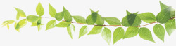 绿色藤蔓矢量图树枝藤蔓叶子高清图片