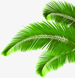 椰树树叶背景椰树树叶绿叶夏日高清图片