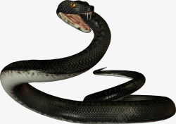 毒蛇黑色毒蛇高清图片