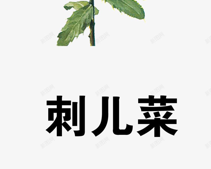 刺儿菜png免抠素材_新图网 https://ixintu.com 中药 医疗保健 本草纲木 百草 草药 药材