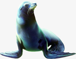 生物海狮动物高清图片